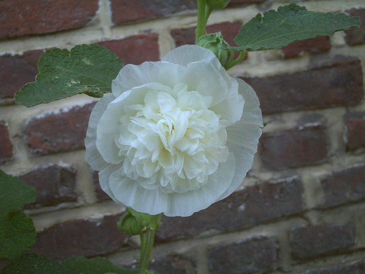 flower hollyhock alcea rosea free photo