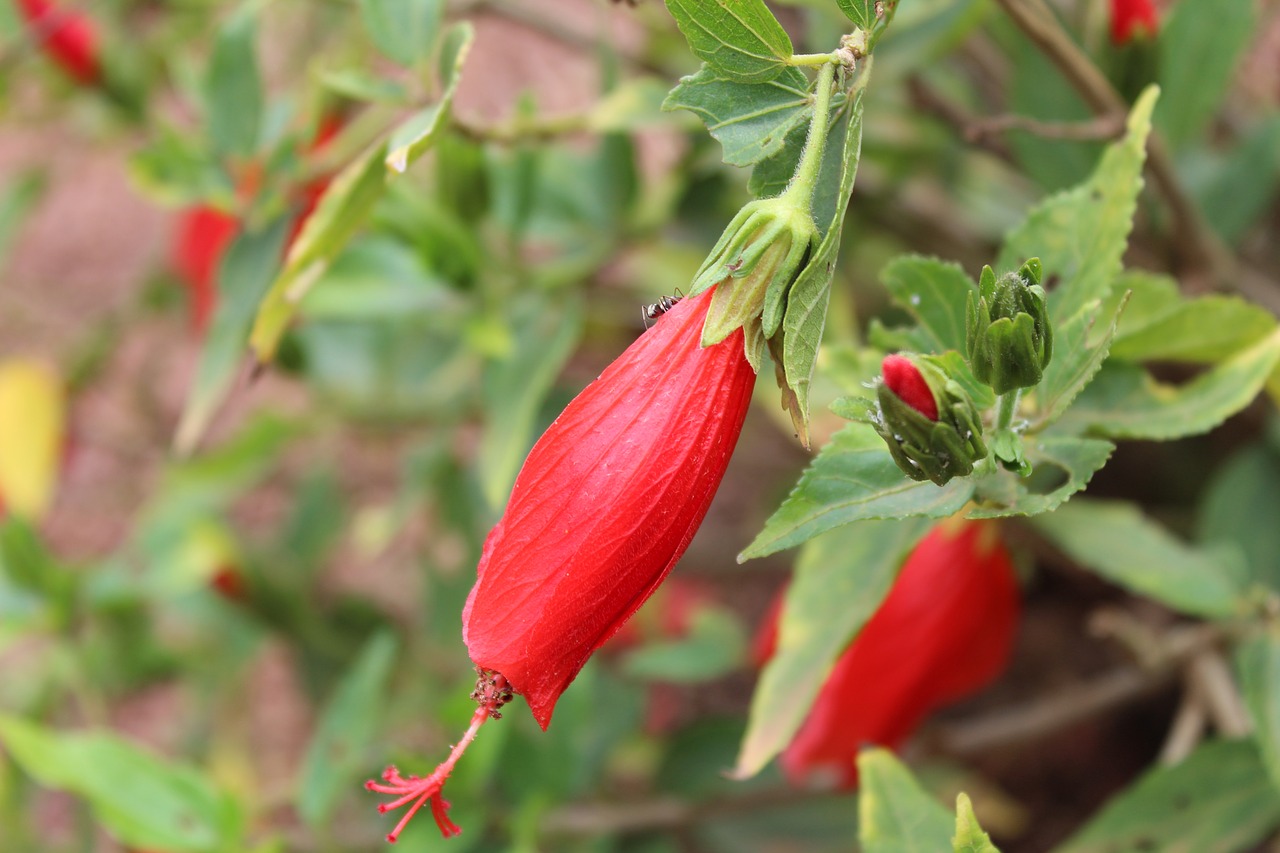 flower red red flowers free photo