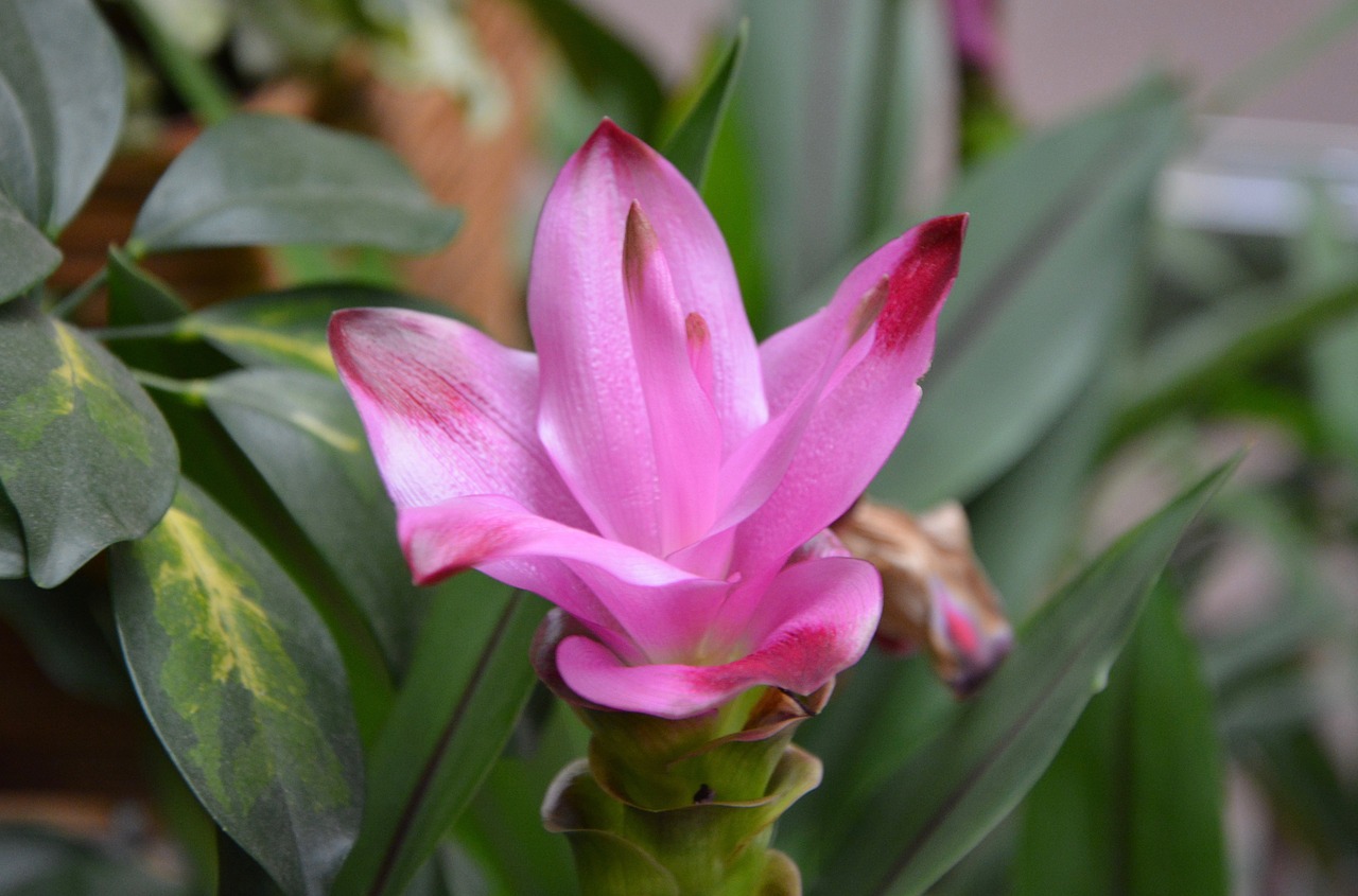 flower flower turmeric pink free photo