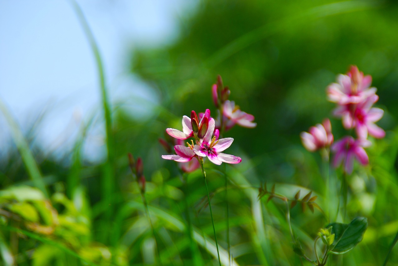 flower pink pink flowers free photo