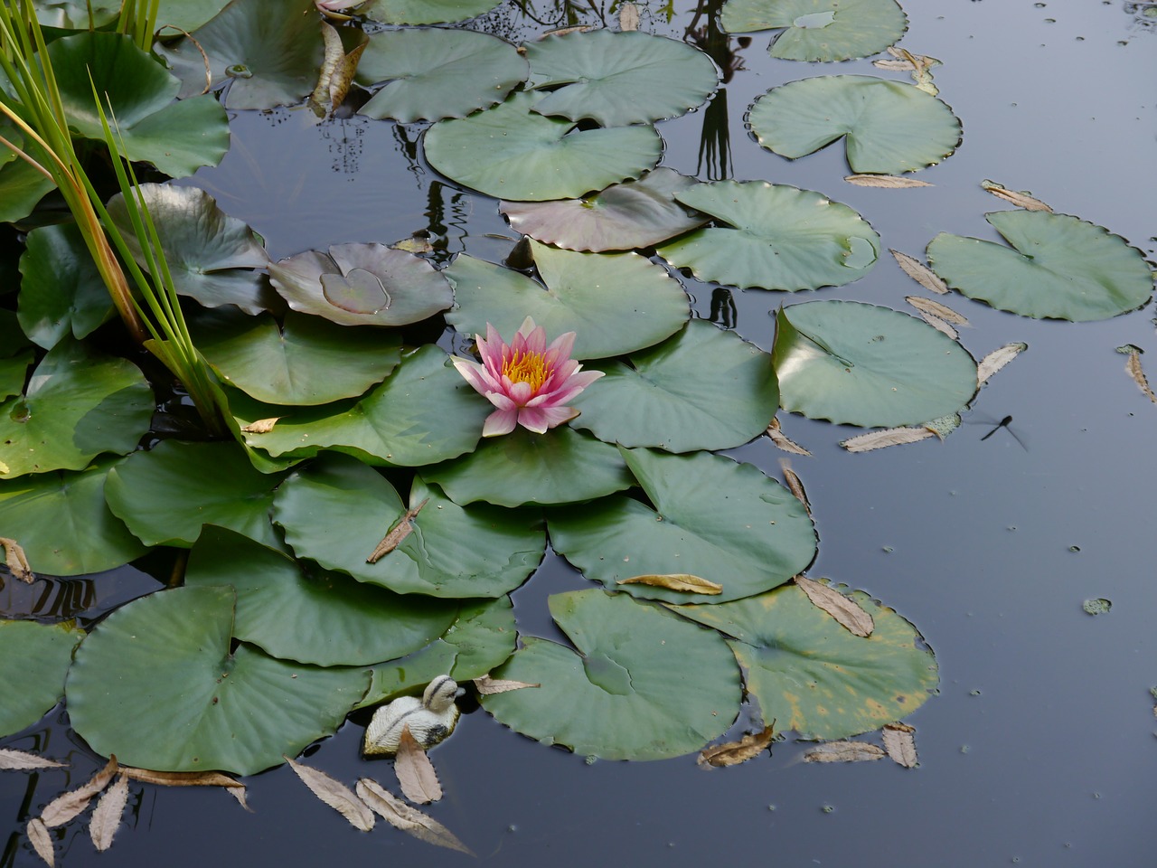 flower water lily water free photo