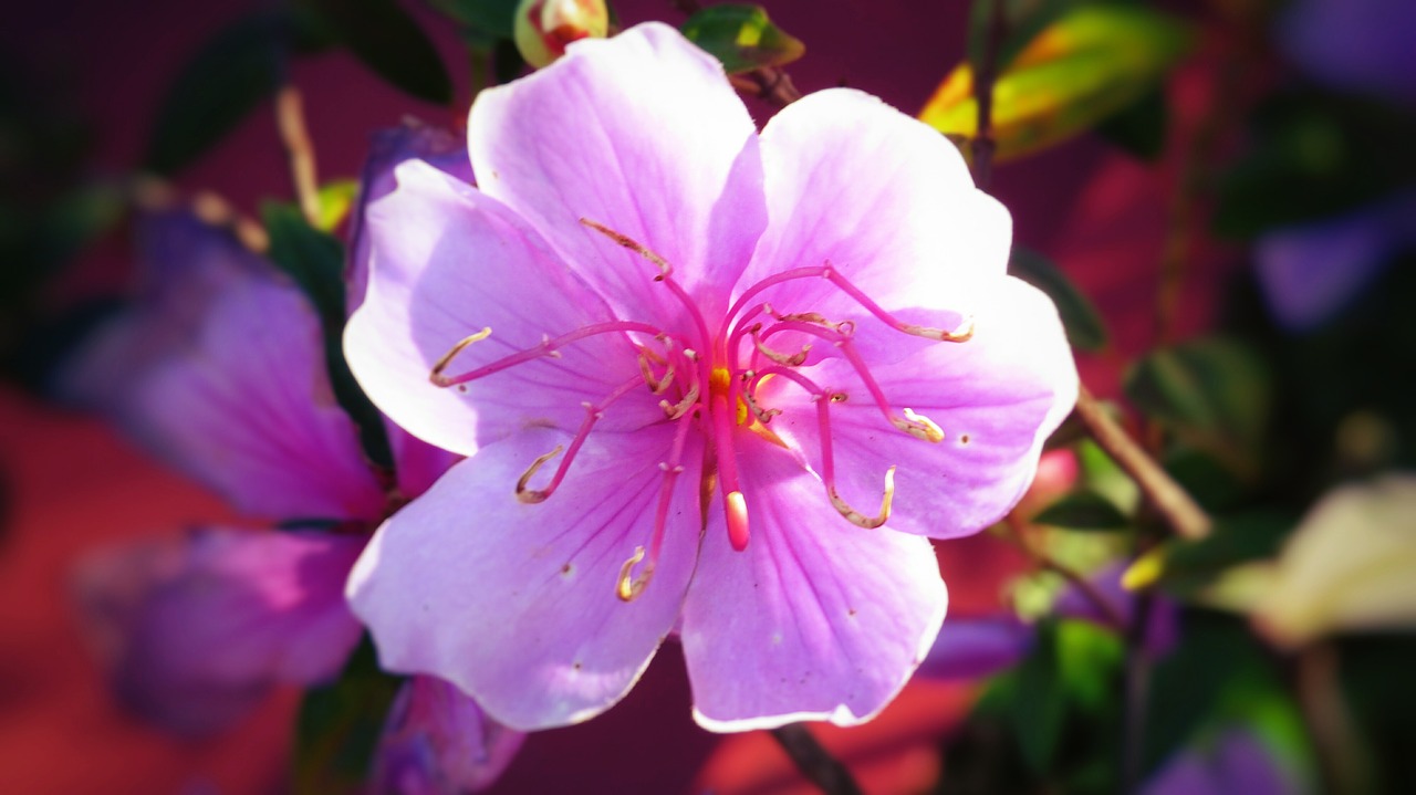 flower rosa pink flower free photo