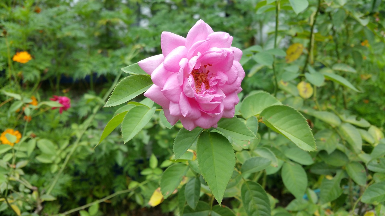 flower pink nectar free photo