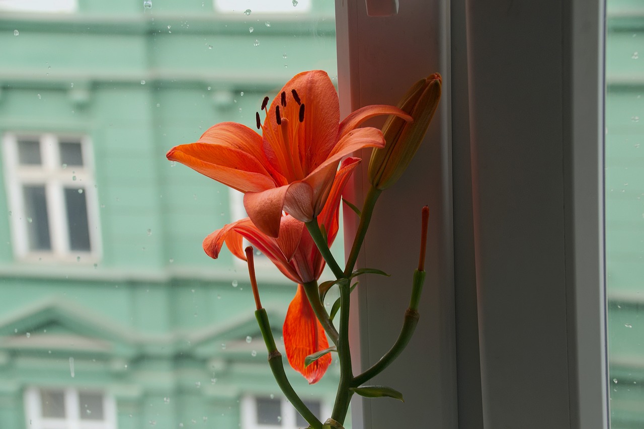 flower window rain free photo