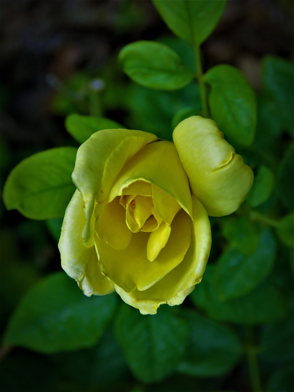 flower yellow rose free photo