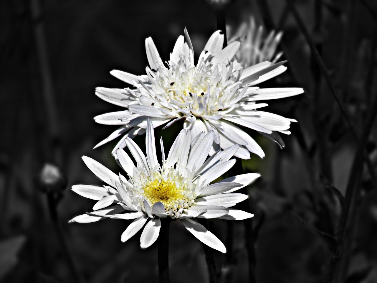 flower flowers black free photo