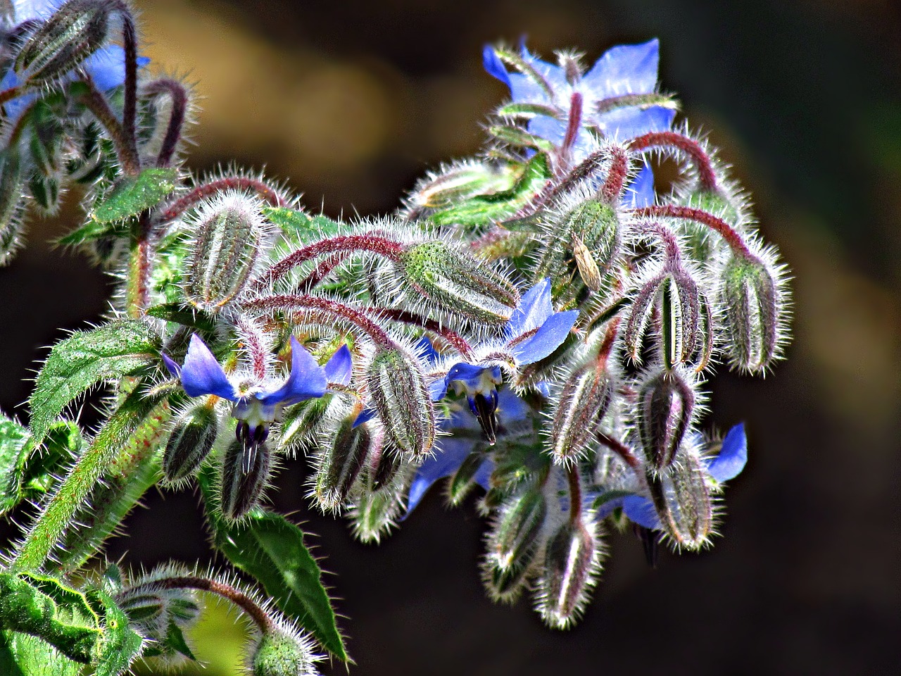 flower plant blue free photo