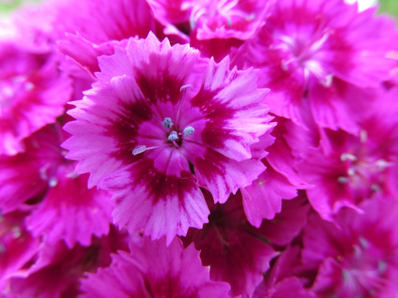 flower pink bush free photo