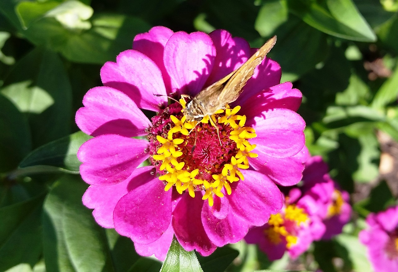 flower nature garden free photo