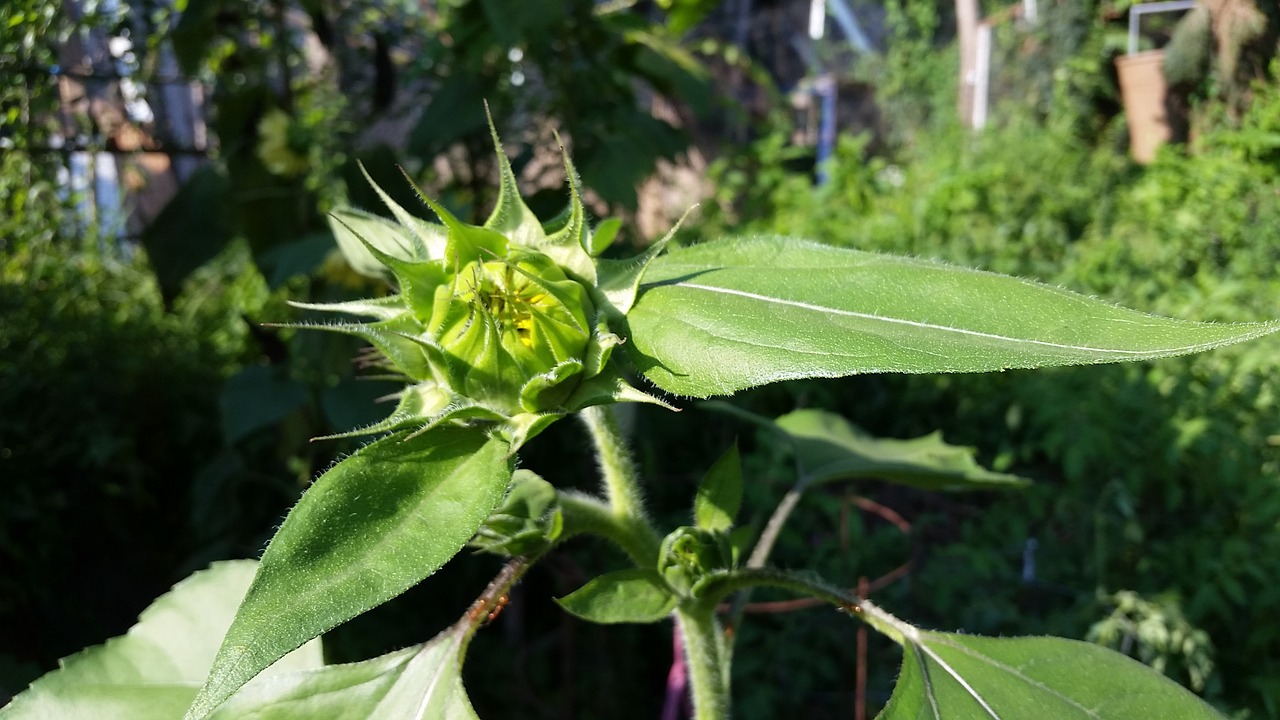 flower nature garden free photo