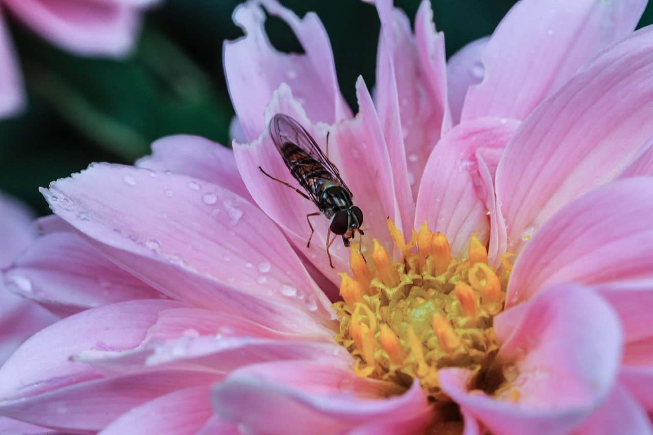 flower insect macro free photo