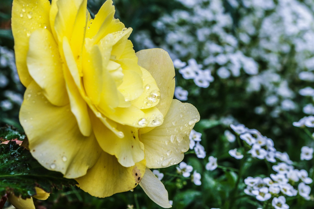 flower rose macro free photo