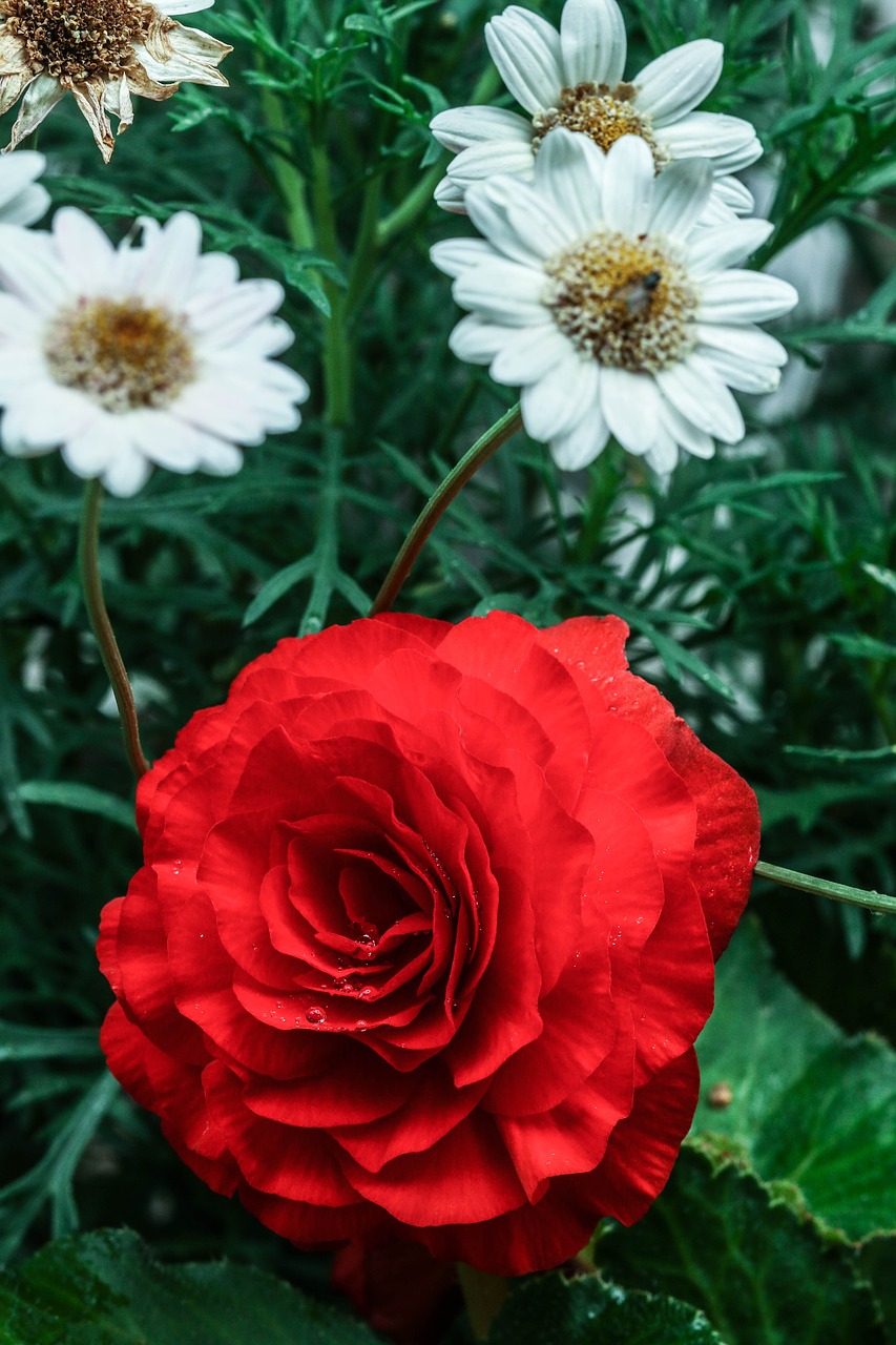 flower rose red free photo