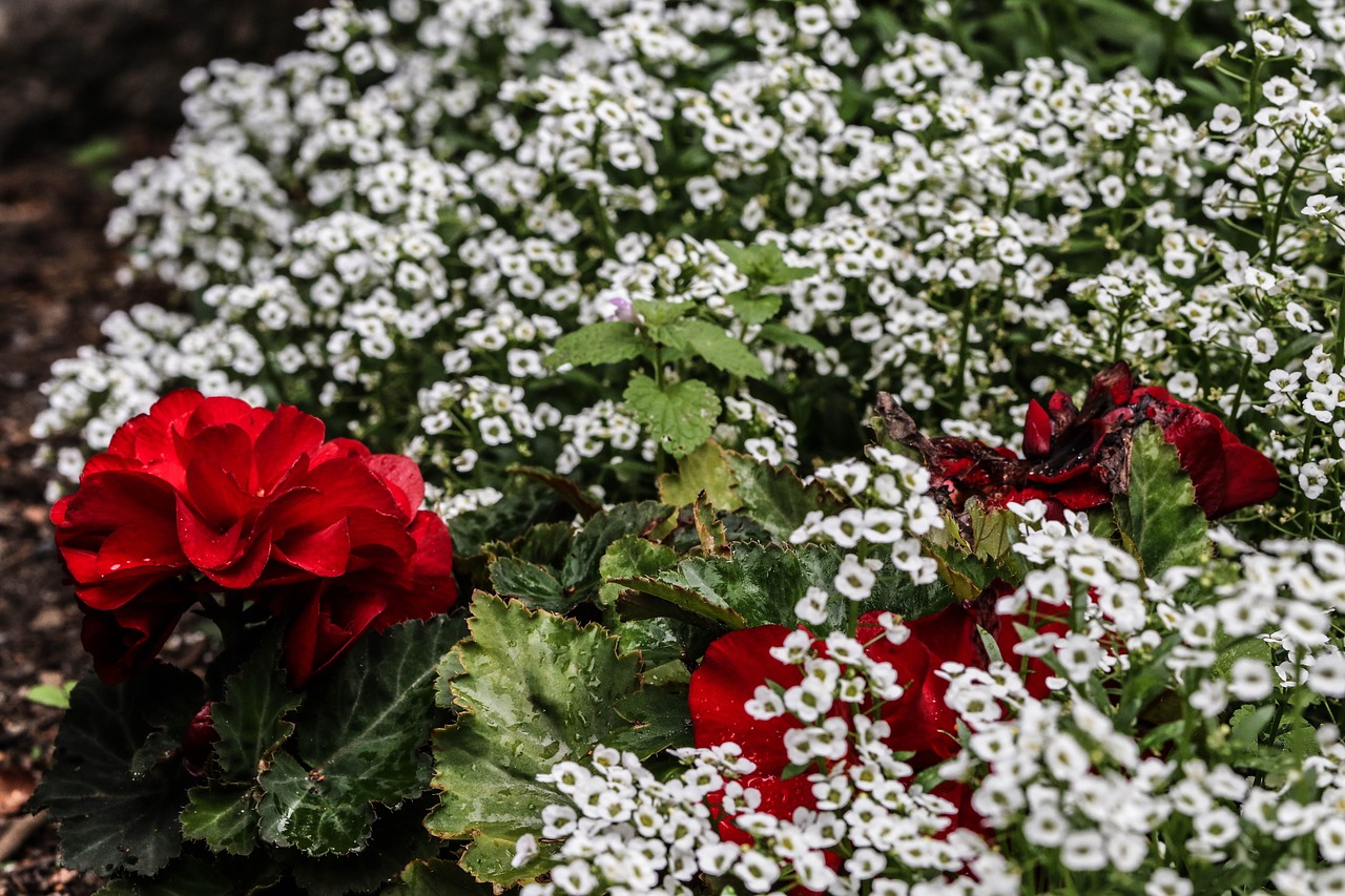 flower red white free photo