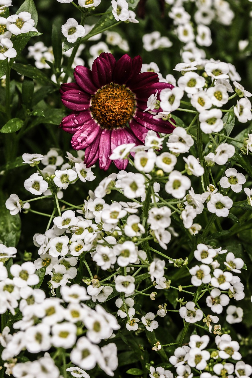 flower macro garden flower free photo