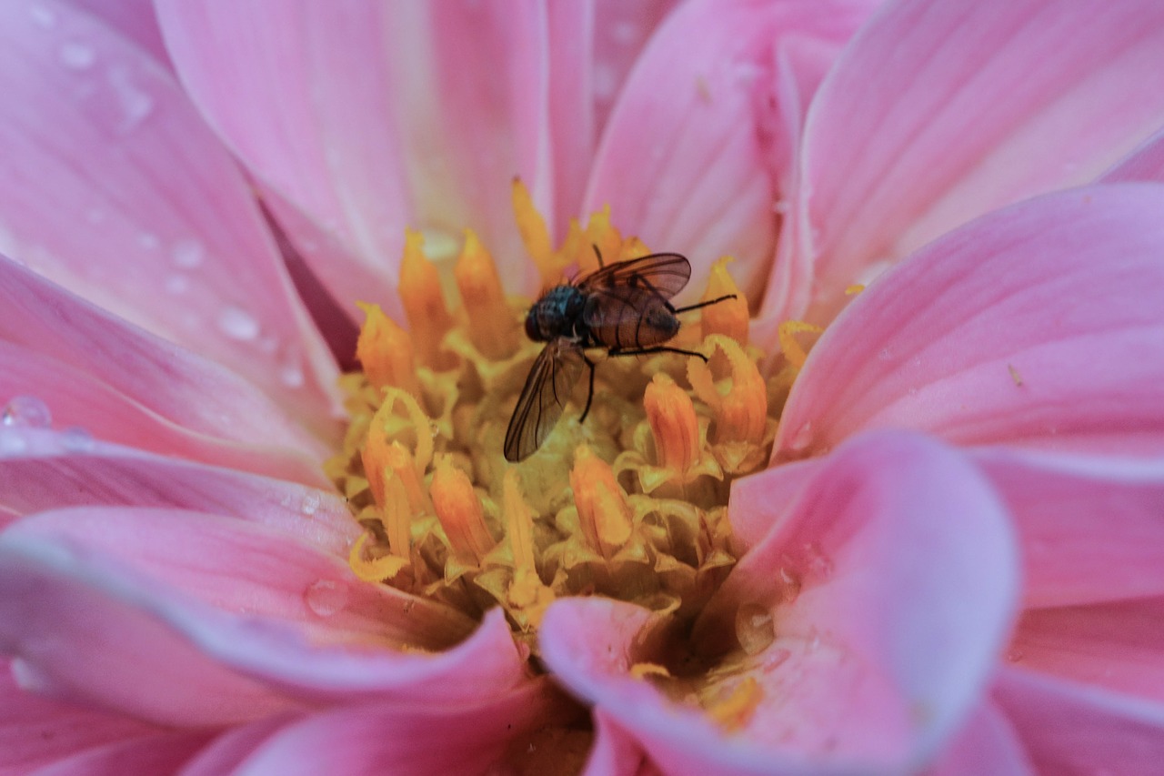 flower insect macro free photo