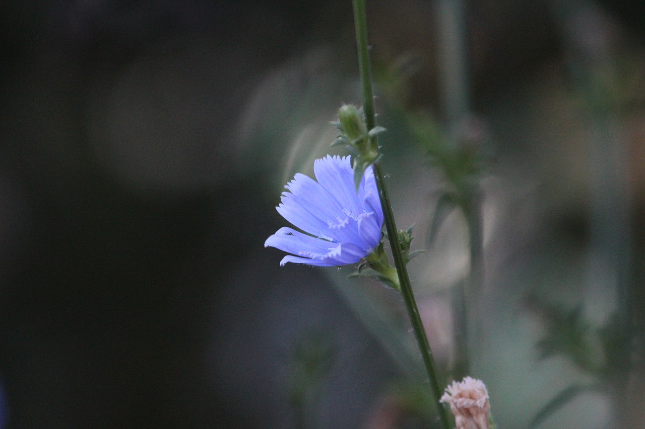 flower blue wild free photo