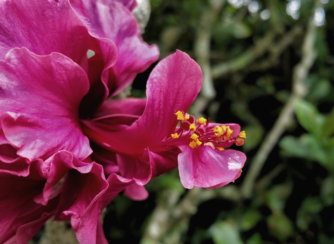 flower nectar pink free photo