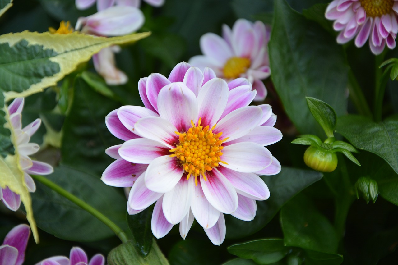 flower marguerite bouquet free photo