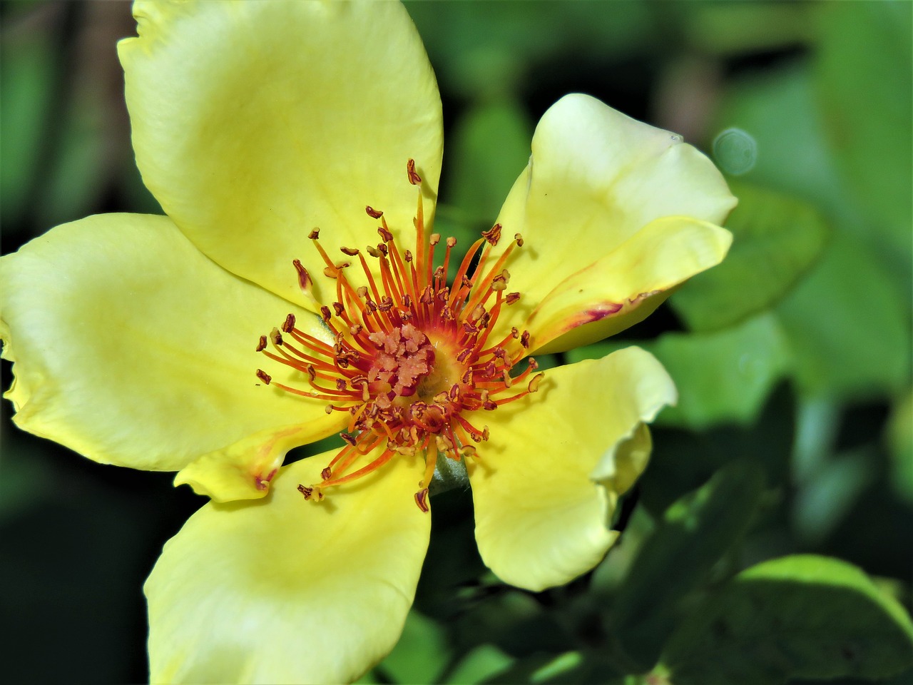 flower yellow rust free photo