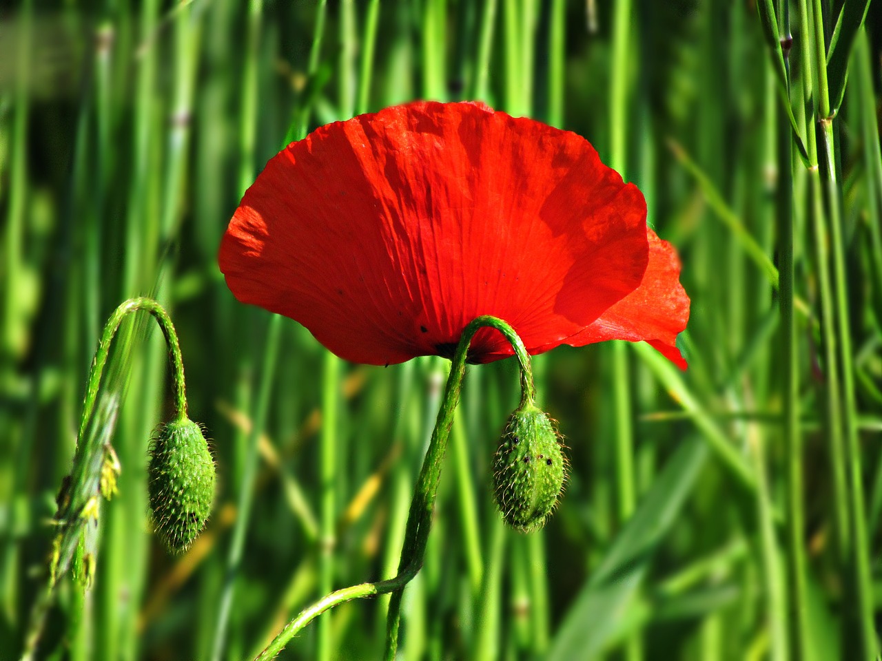 flower poppy poppies free photo