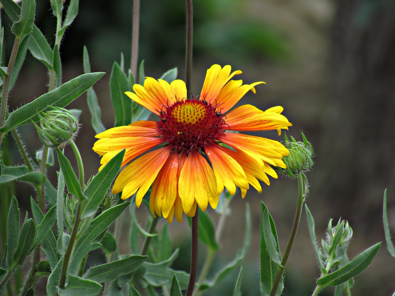 flower yellow nature free photo