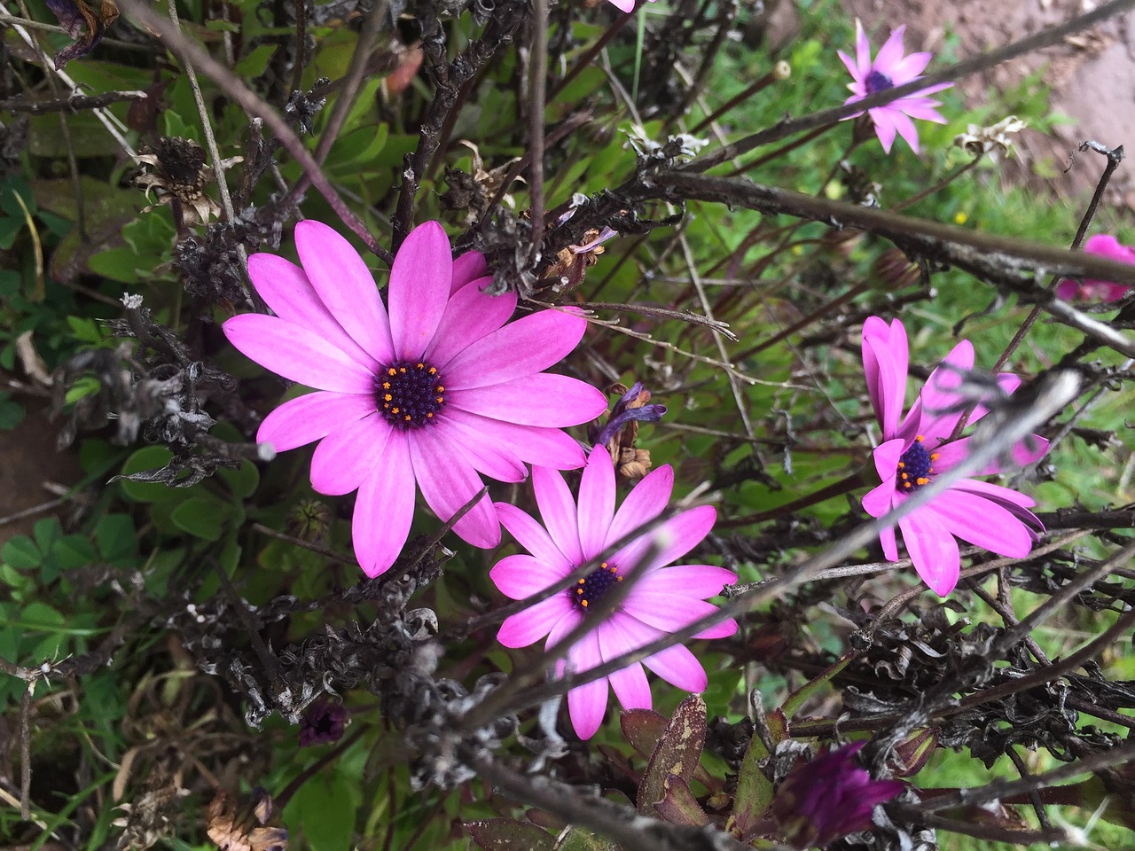 flower pink korea free photo