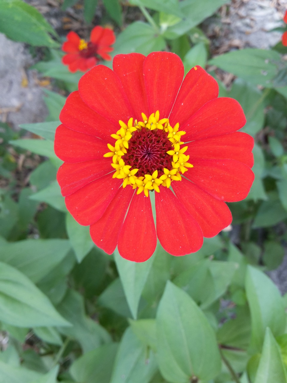 flower red flower wild flower free photo