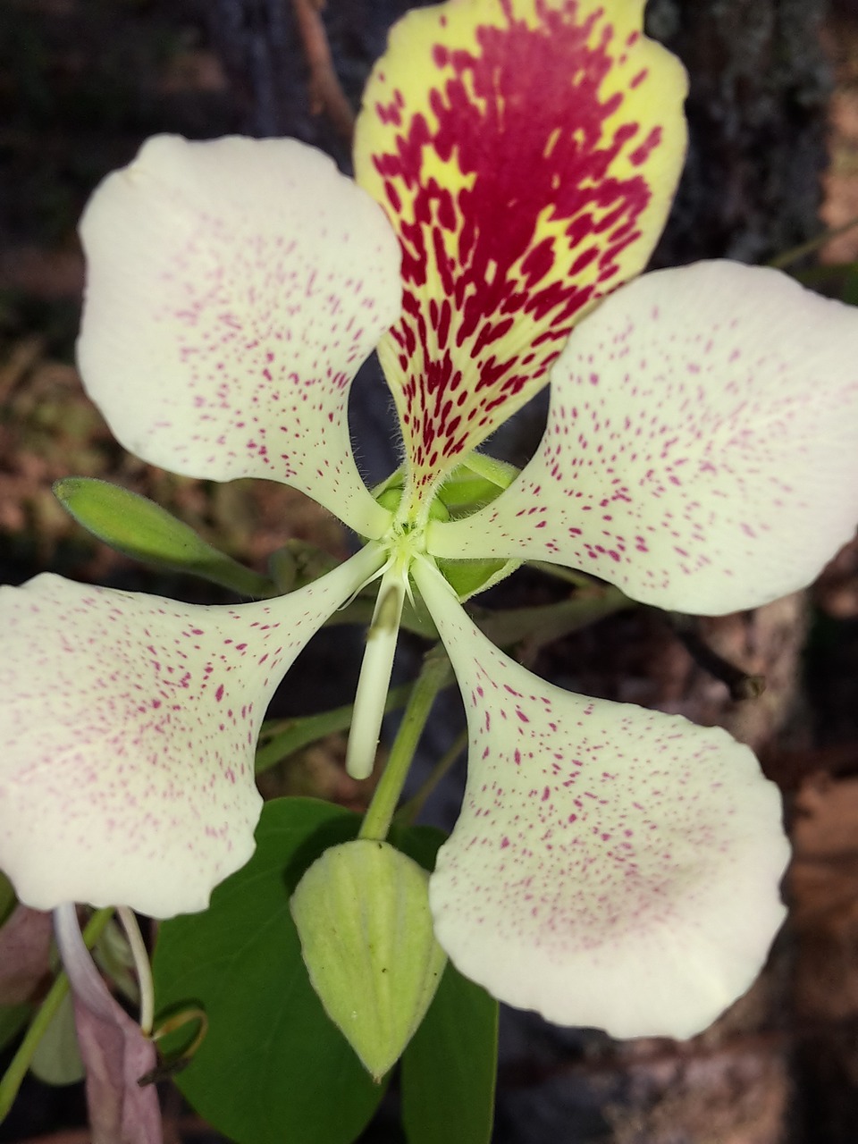 flower white flower wild flower free photo