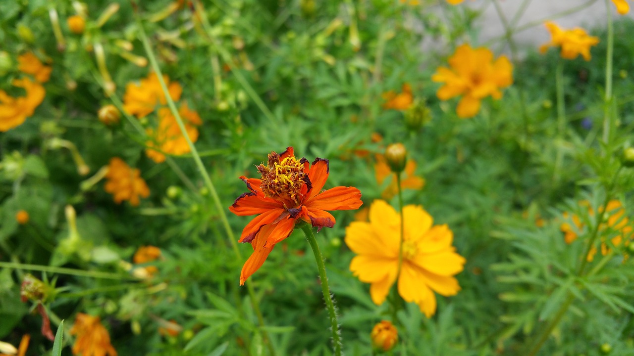 flower orange flower flower garden free photo