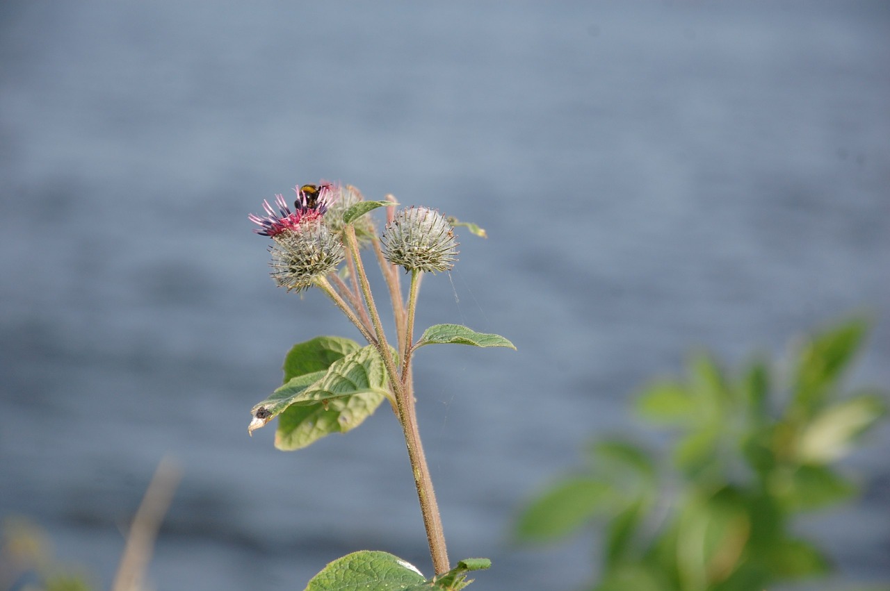 flower summer thistle free photo