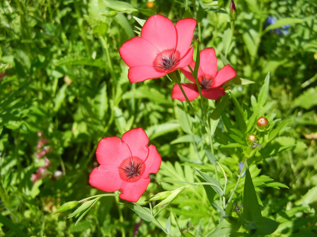 flower pink flower nature free photo