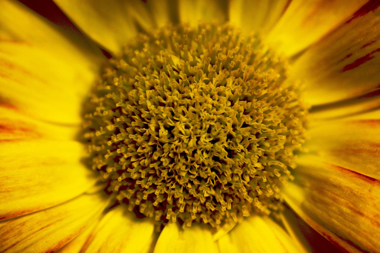 flower yellow yellow flower free photo