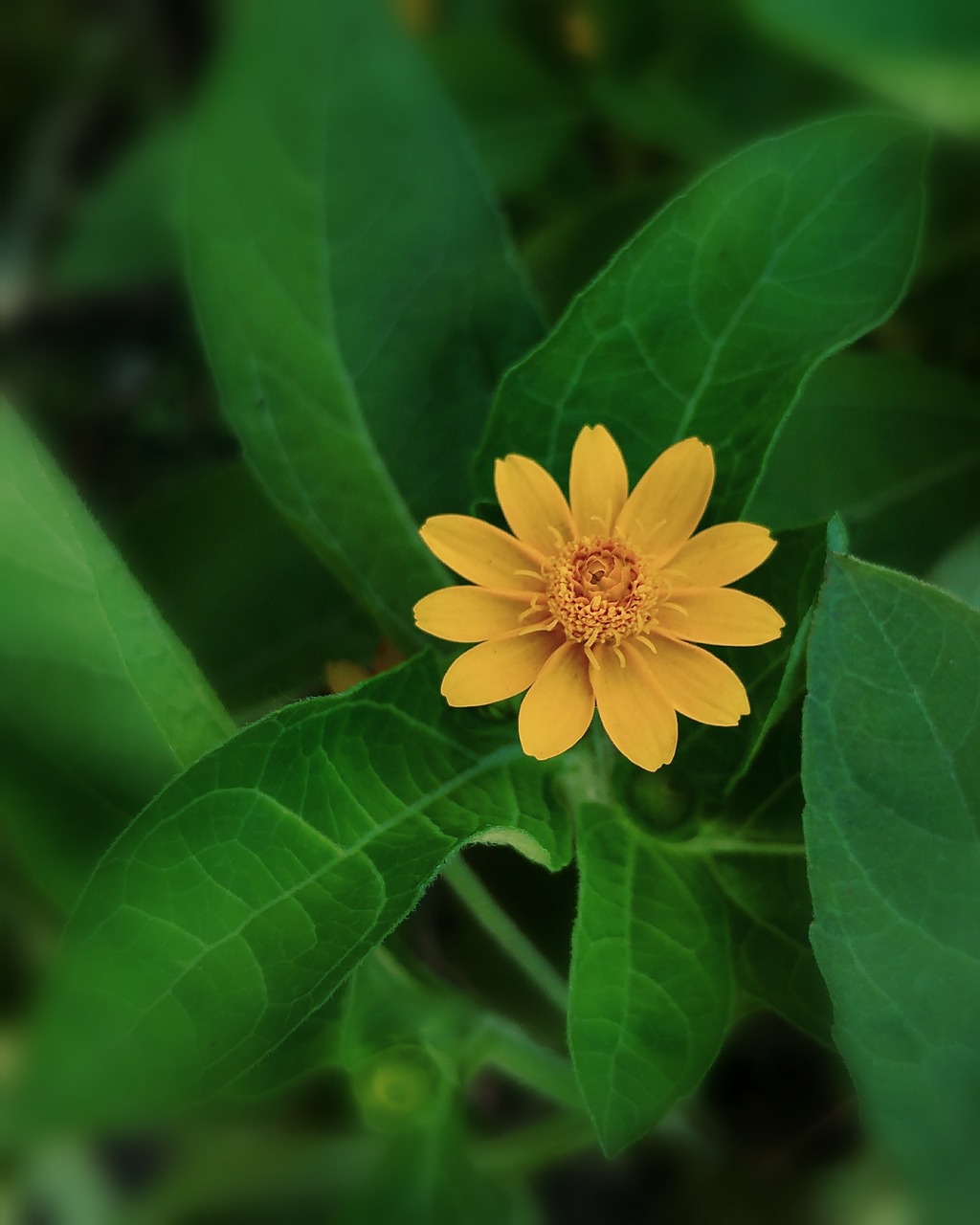 flower yellow green free photo