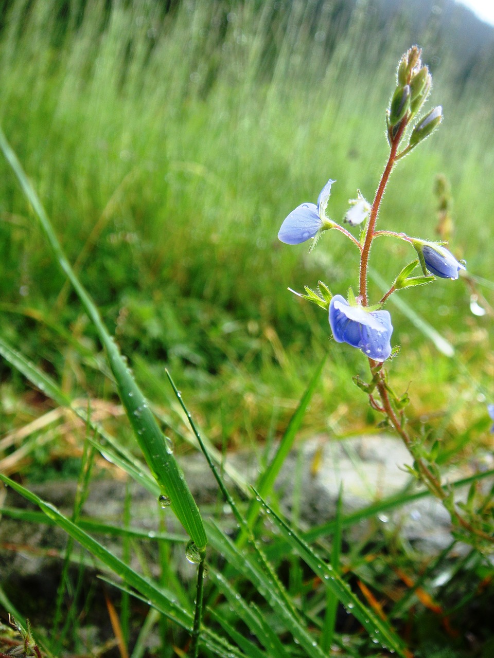 flower green nature free photo