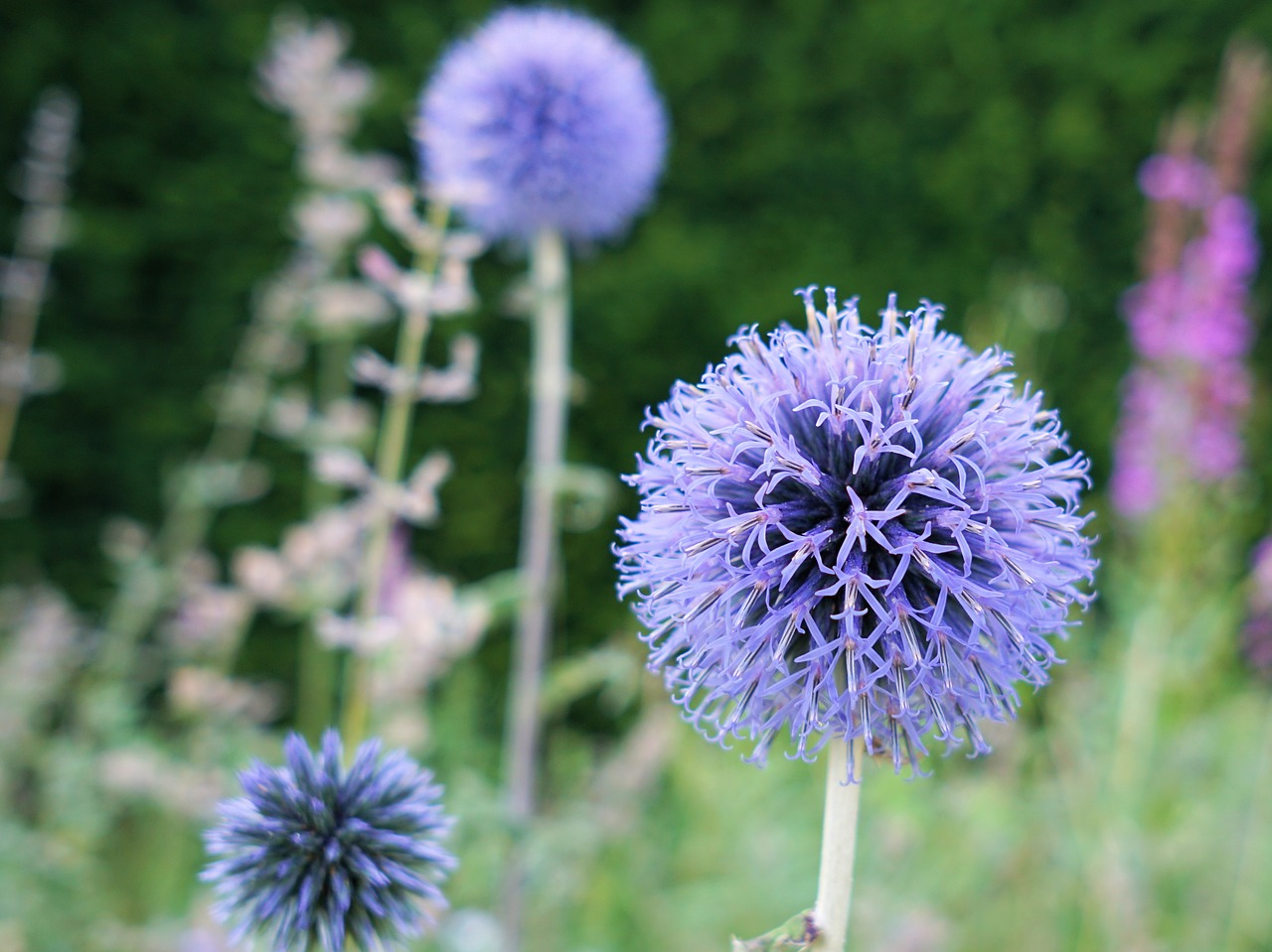 flower blossom bloom free photo