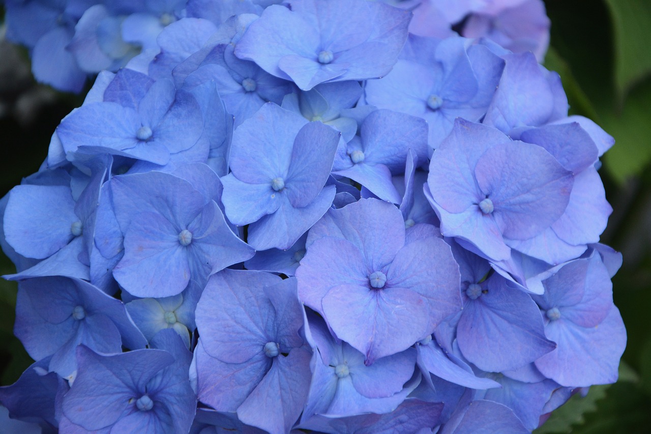 flower flower hydrangea blue petals free photo