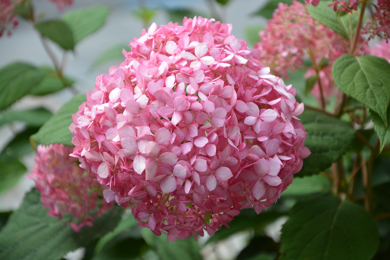 flower pink hydrangea rose petals free photo