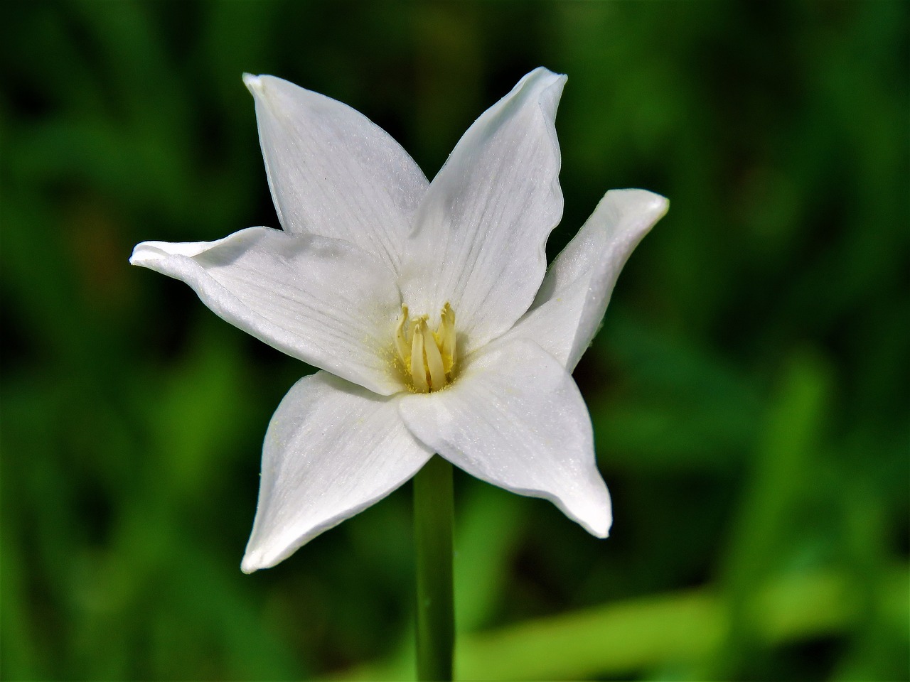 flower wildflower white and yellow free photo