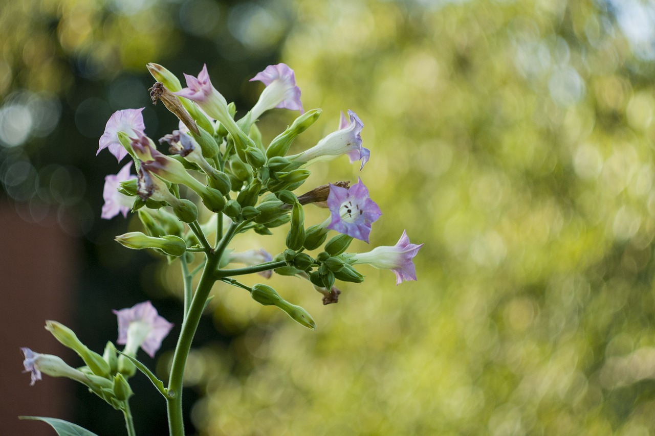 flower plant bloom free photo