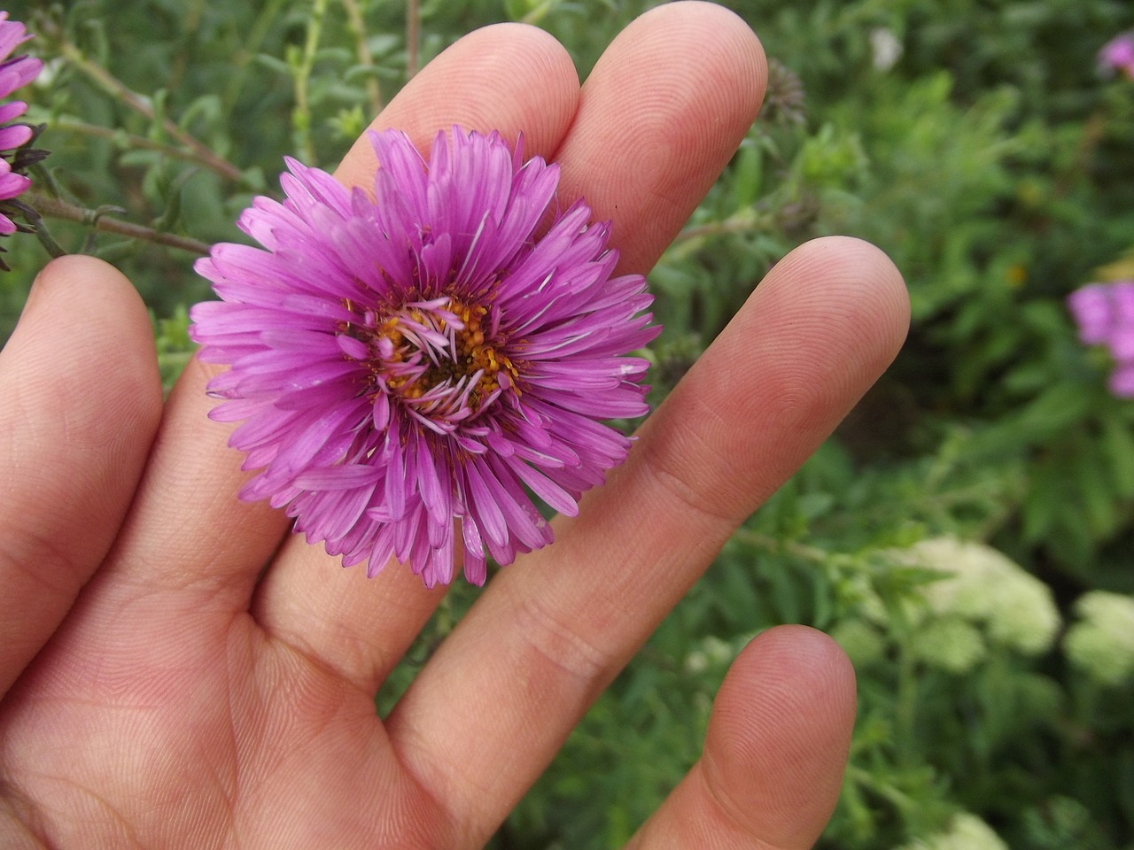 flower plant summer free photo