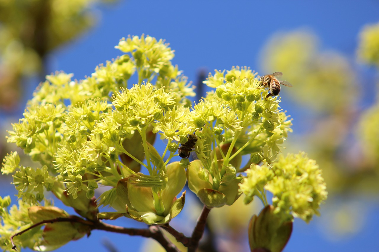 flower beauty spring free photo