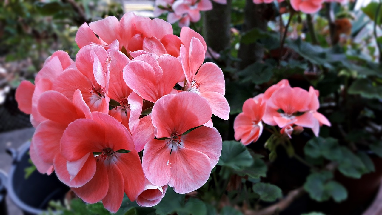 flower geranium flora free photo