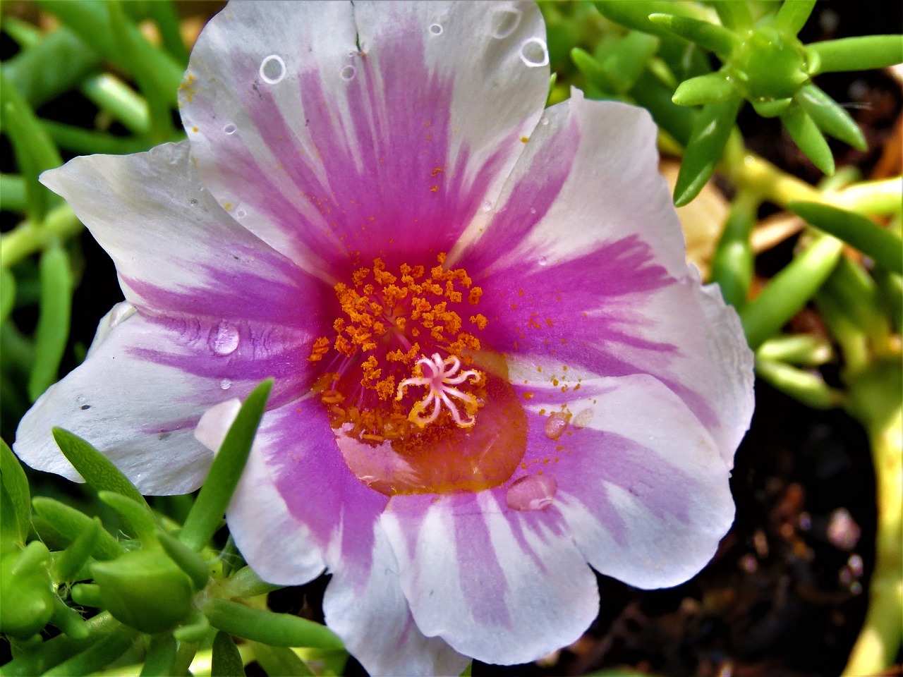 flower purple white free photo