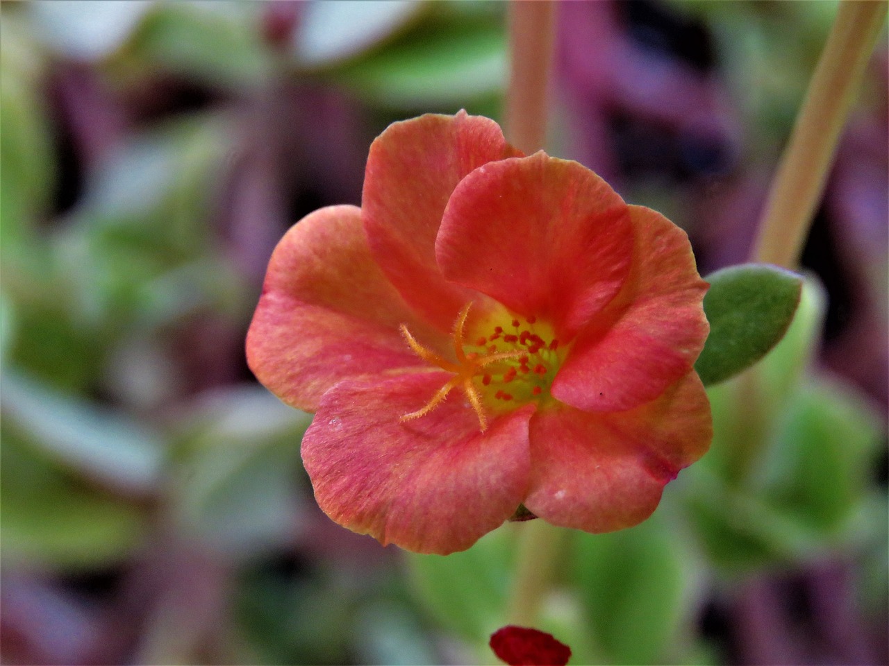 flower rust yellow free photo