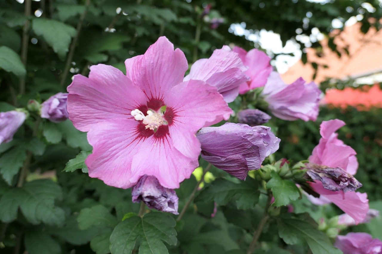 flower violet close free photo