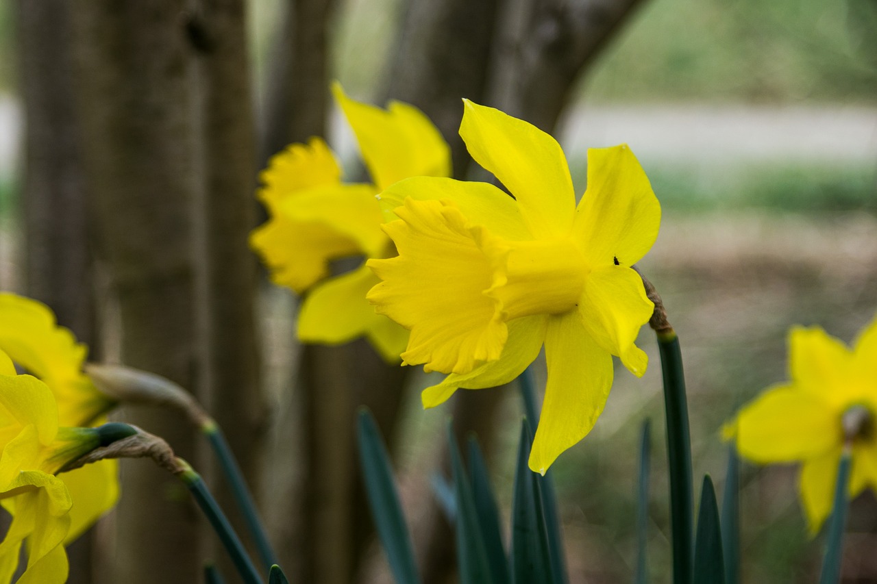 flower daffodils spring free photo