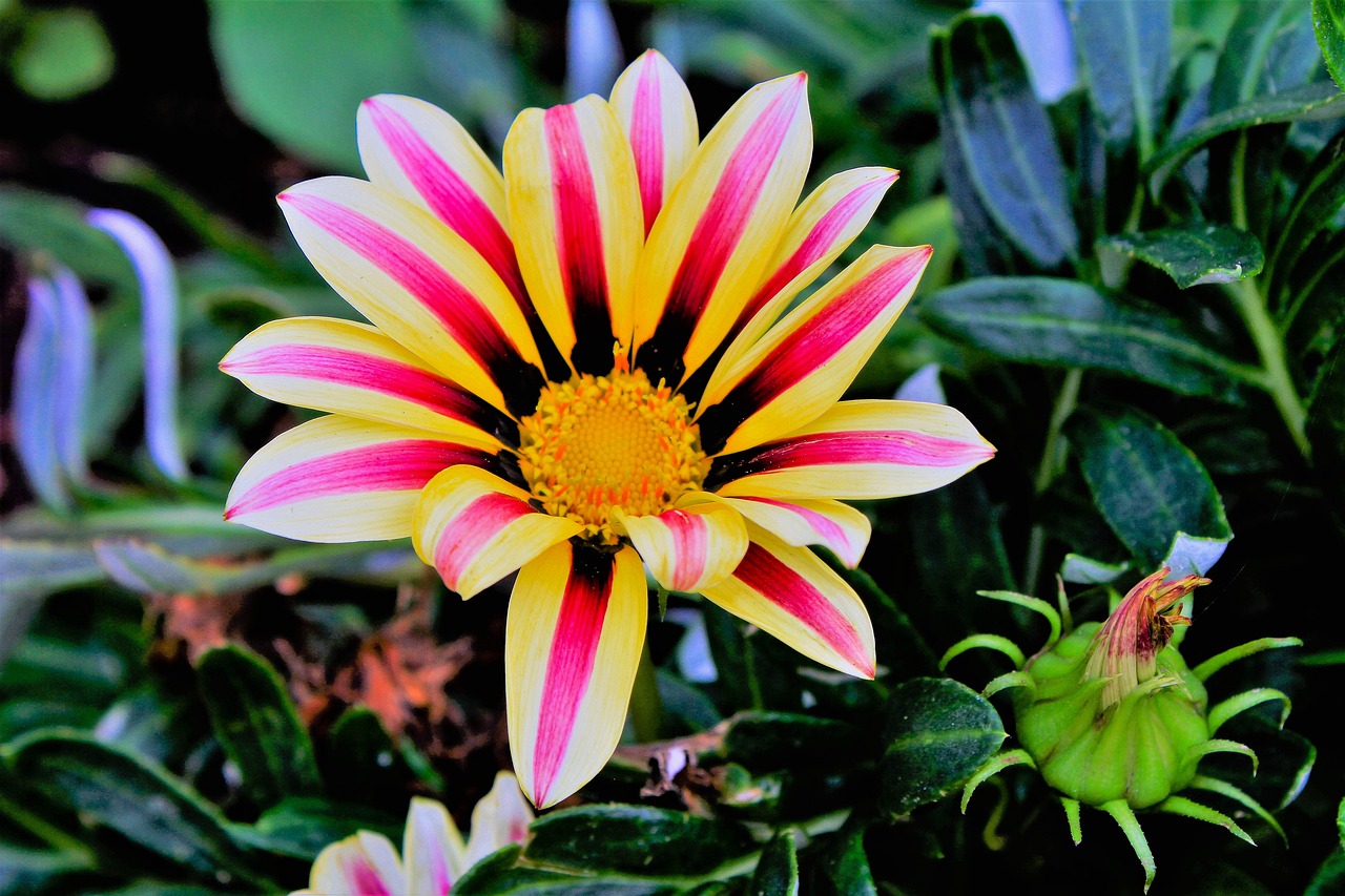flower gazanie nature free photo