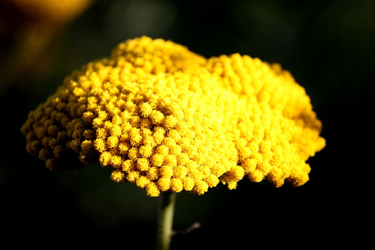 фото желтых лекарственных цветов