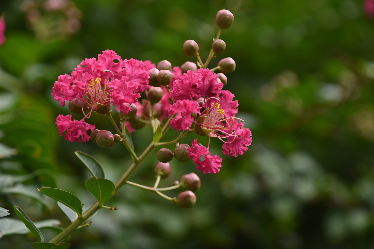 flower pink close-up free photo